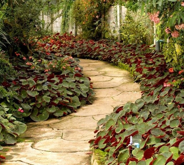 The Entire Bridgerton Series - Tabitha Bear